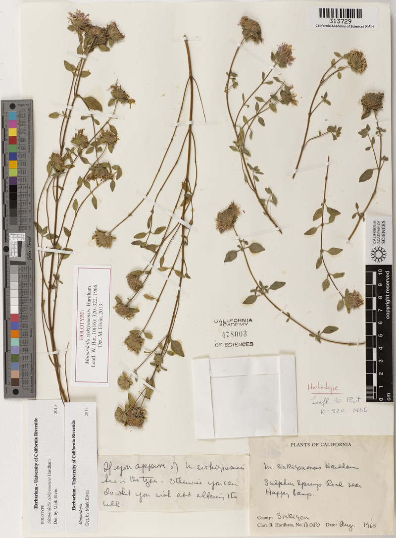 Siskiyou Monardella