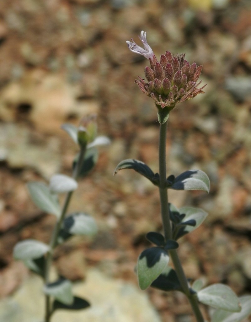 Feather River Monardella photo 3