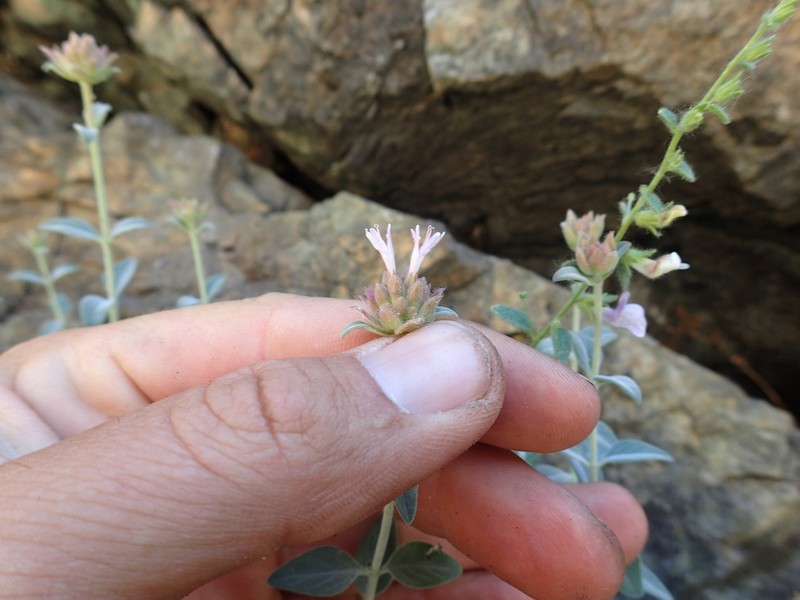 Feather River Monardella photo 5