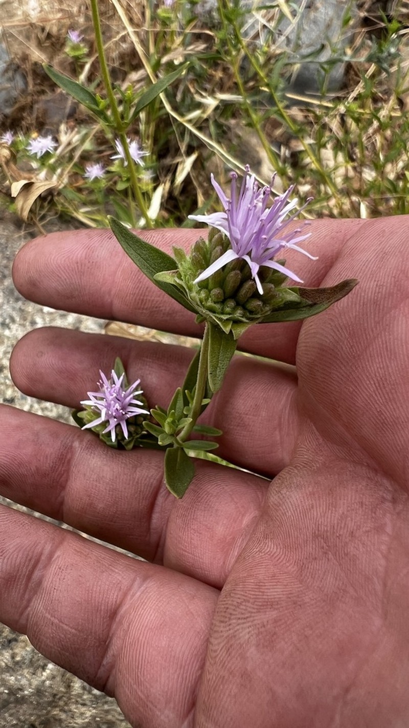 Monardella stoneana