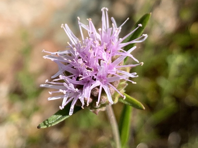 Monardella stoneana photo 2