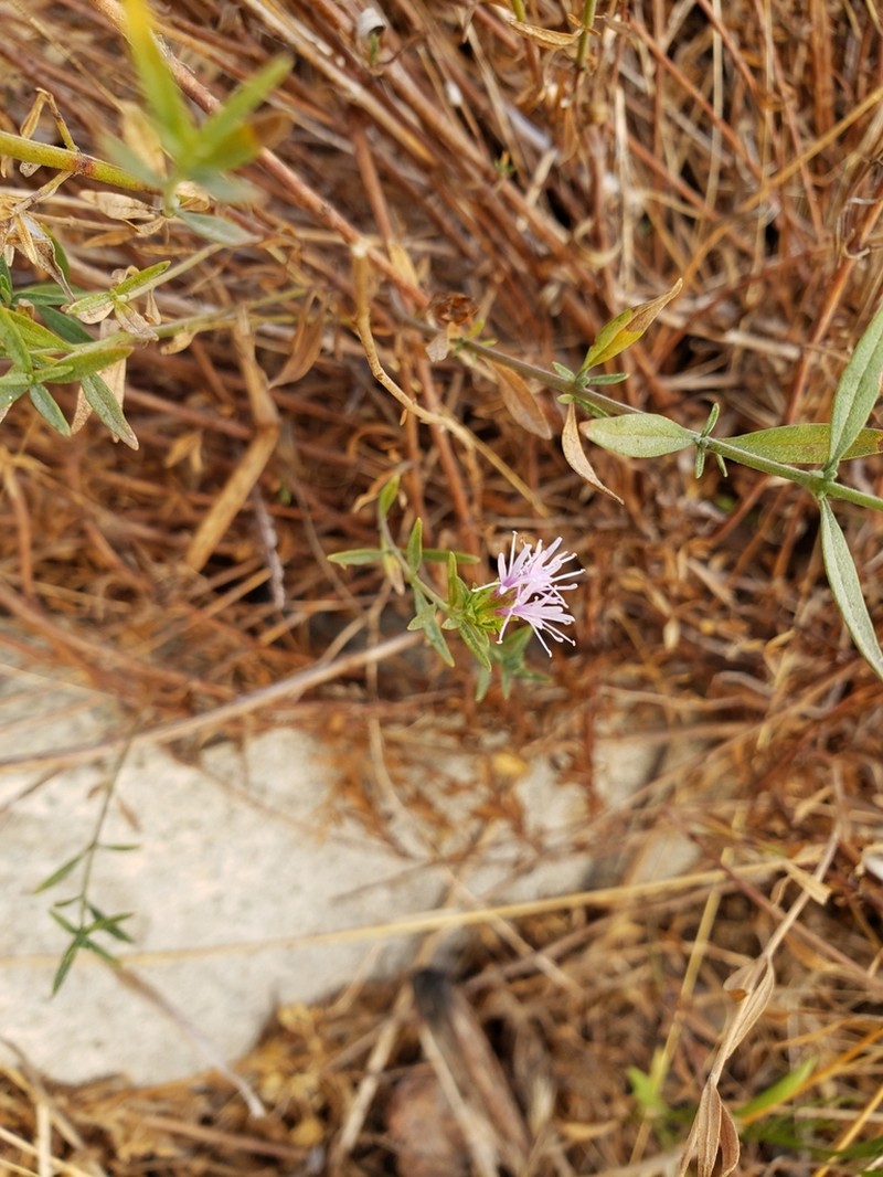 Monardella stoneana photo 3