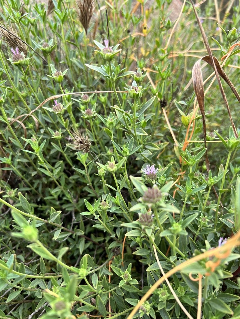 Monardella stoneana photo 4