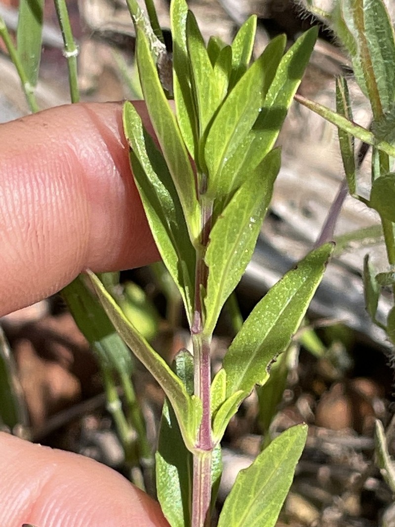 Monardella stoneana photo 5