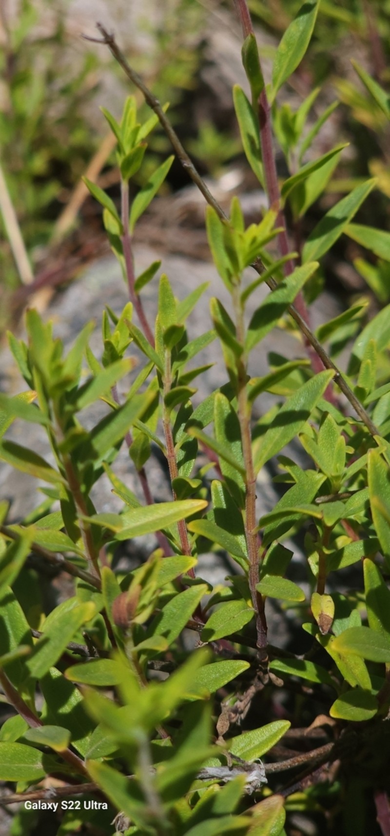 Monardella stoneana photo 6