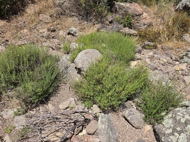 Monardella stoneana photo 7
