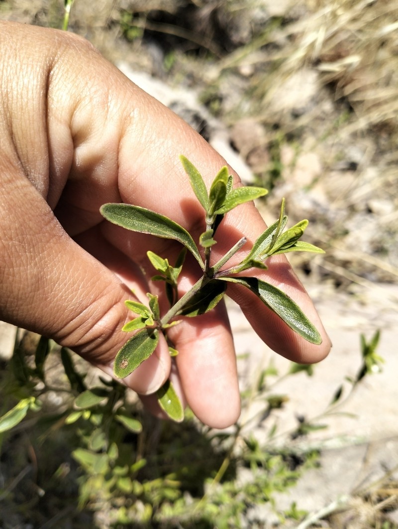 Monardella stoneana photo 8