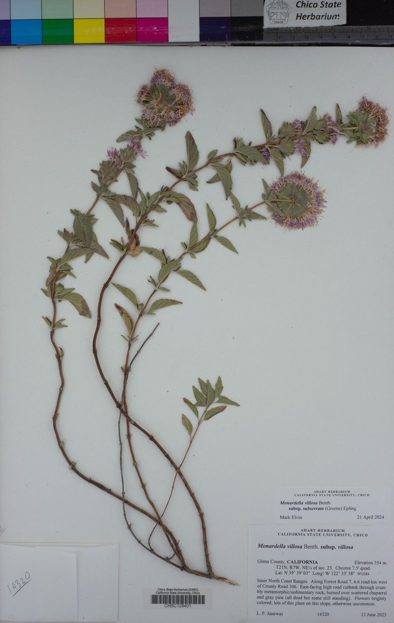 Monardella subserrata