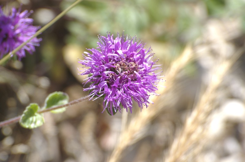 Curlyleaf Monardella