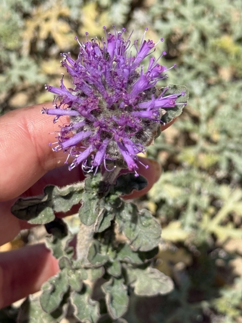 Curlyleaf Monardella photo 2