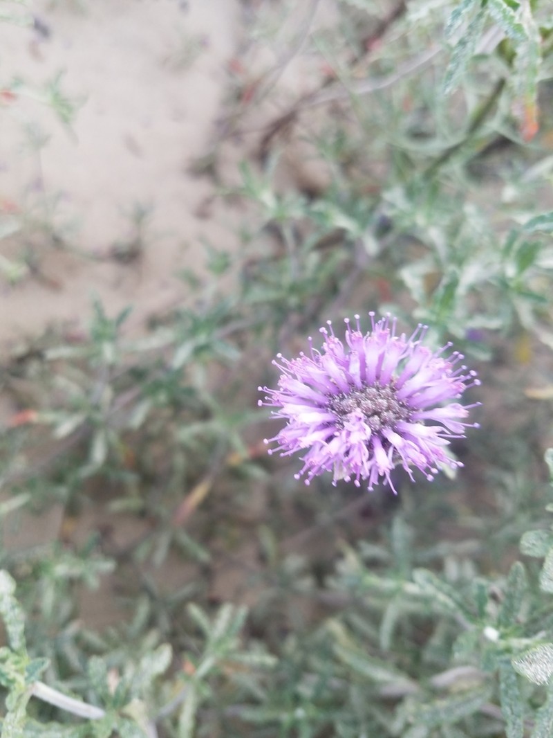 Curlyleaf Monardella photo 3