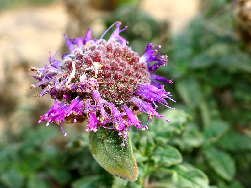 Curlyleaf Monardella photo 5