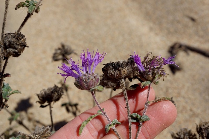 Curlyleaf Monardella photo 6