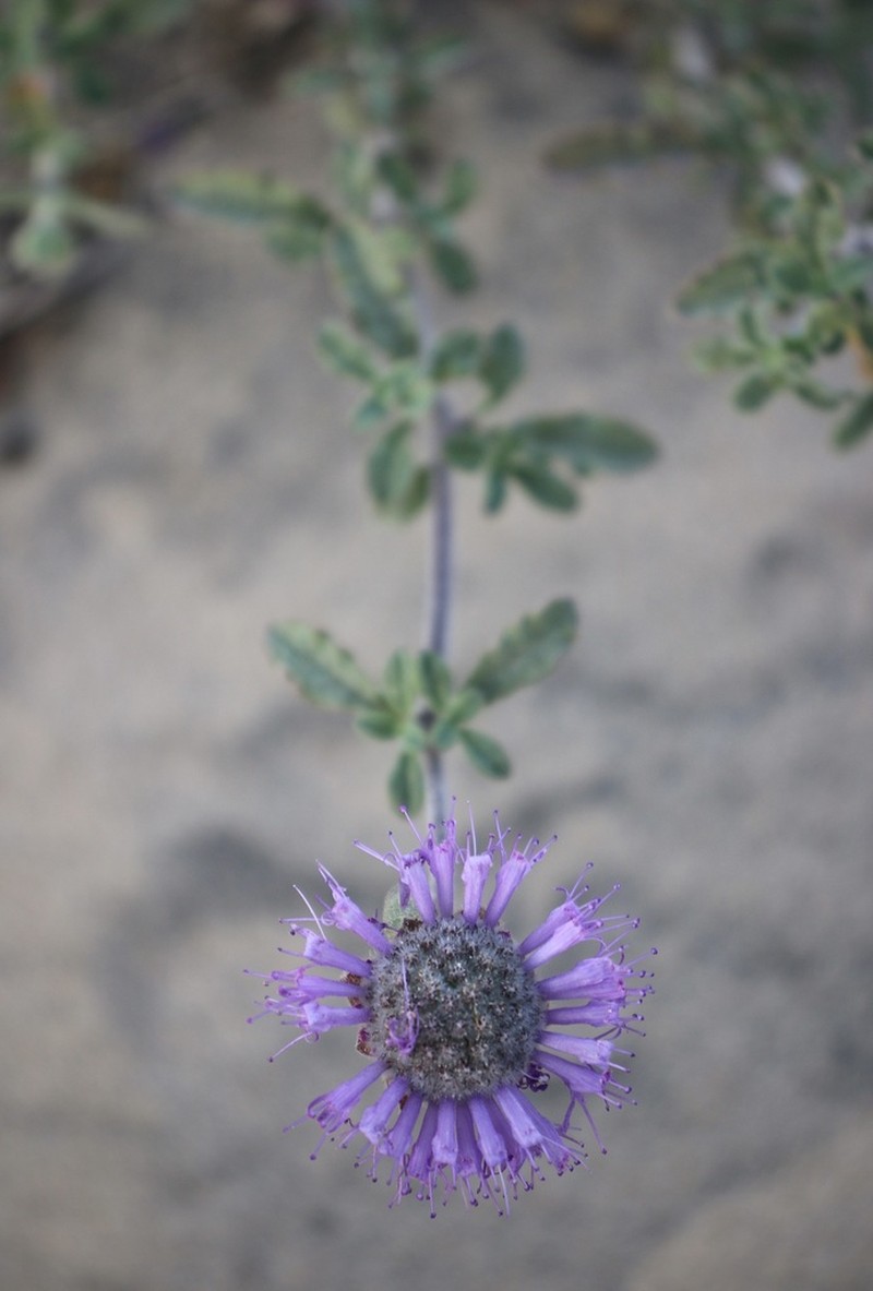 Curlyleaf Monardella photo 7