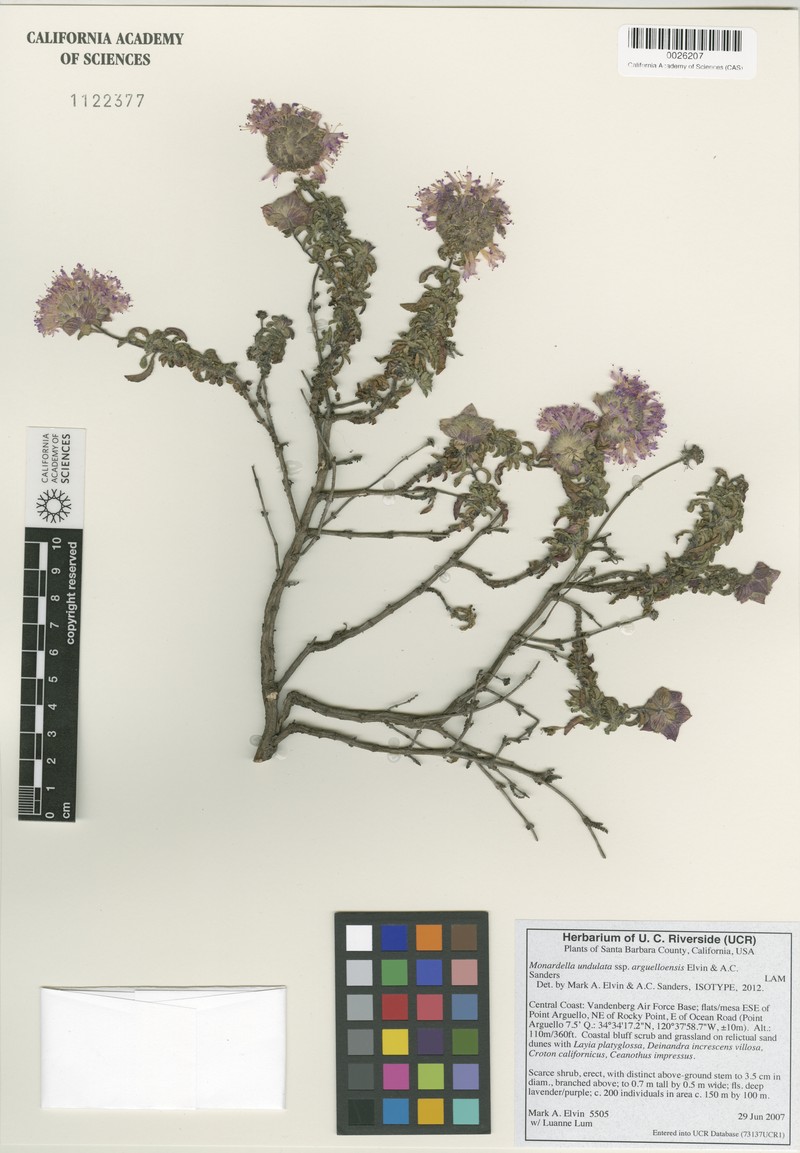 Monardella undulata subsp. arguelloensis