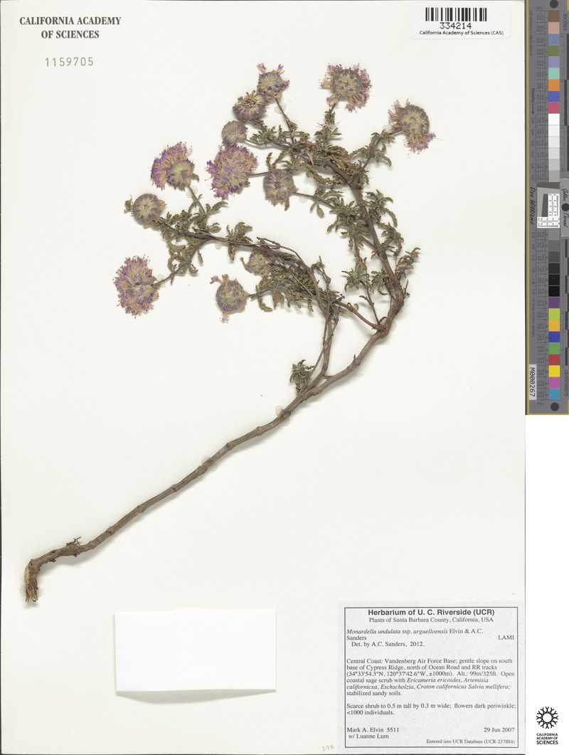 Monardella undulata subsp. arguelloensis photo 2