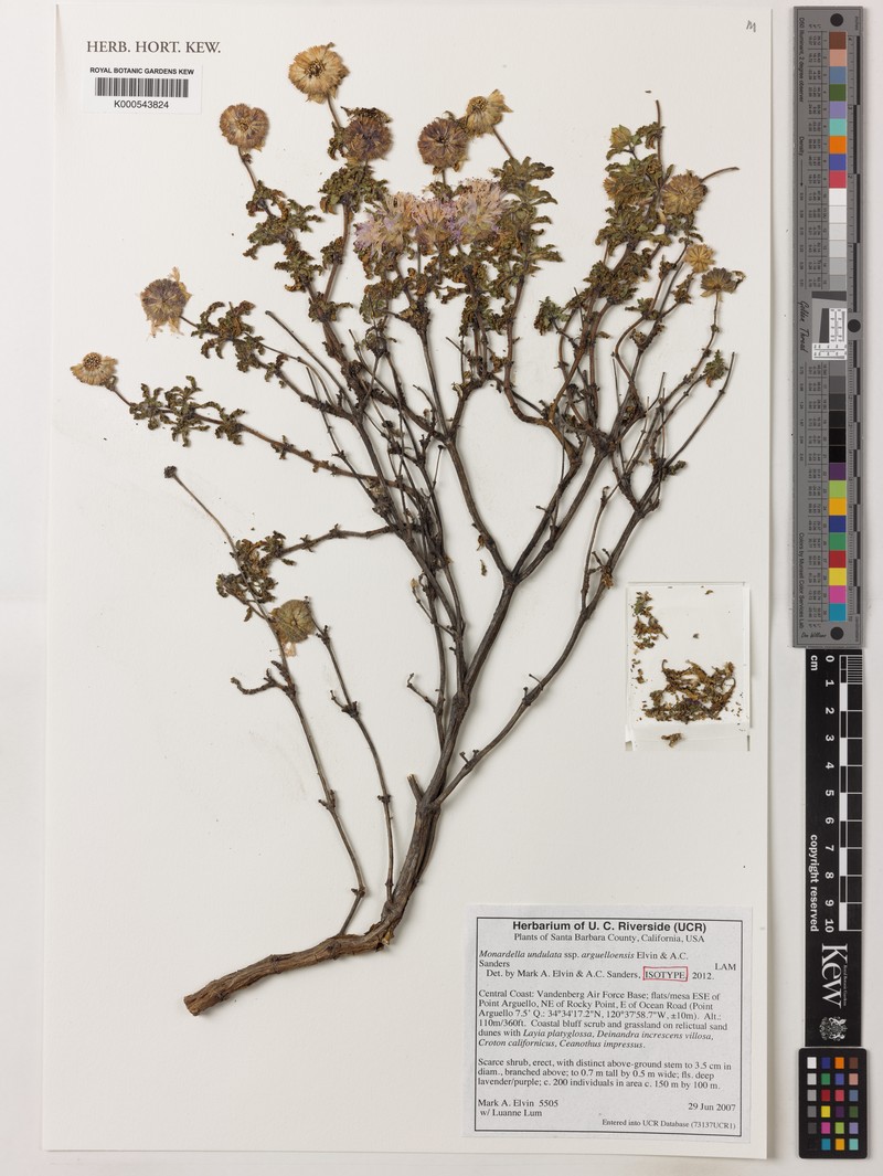 Monardella undulata subsp. arguelloensis photo 3
