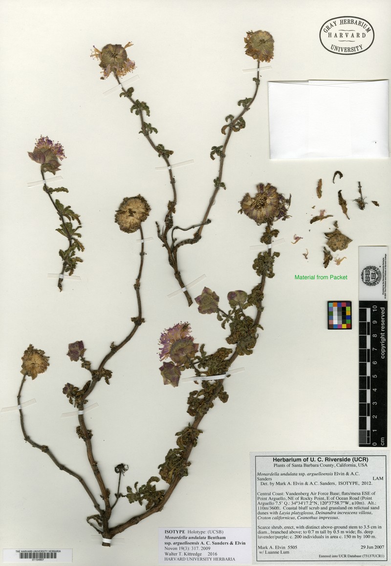 Monardella undulata subsp. arguelloensis photo 4