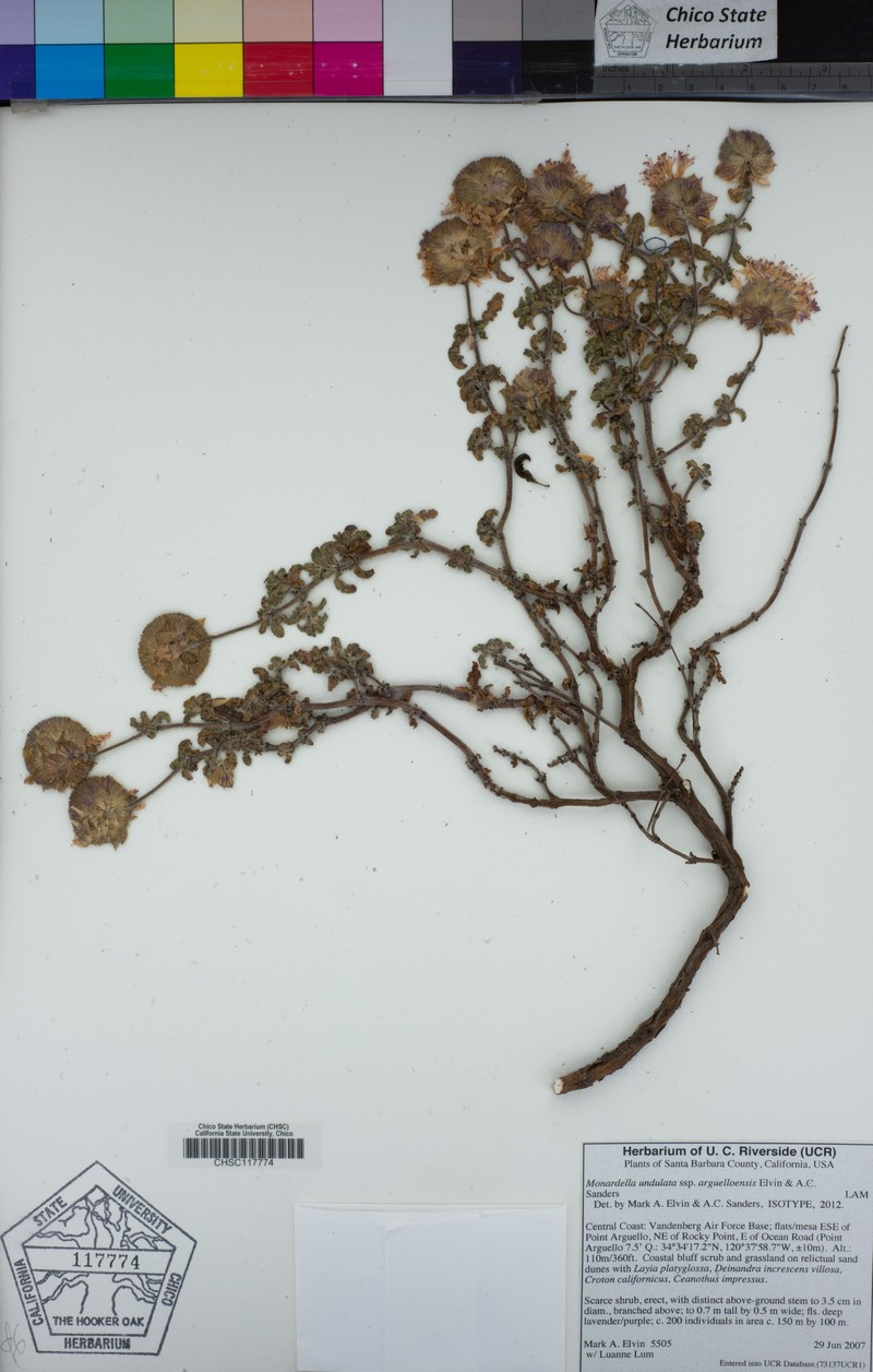 Monardella undulata subsp. arguelloensis photo 5