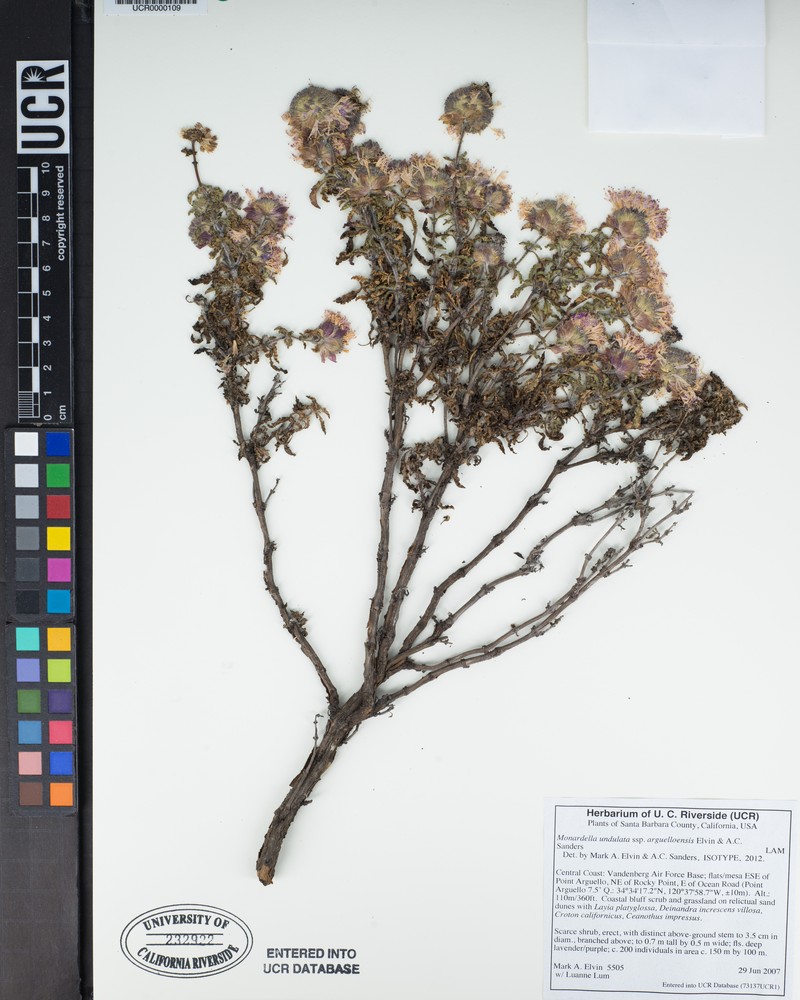Monardella undulata subsp. arguelloensis photo 6