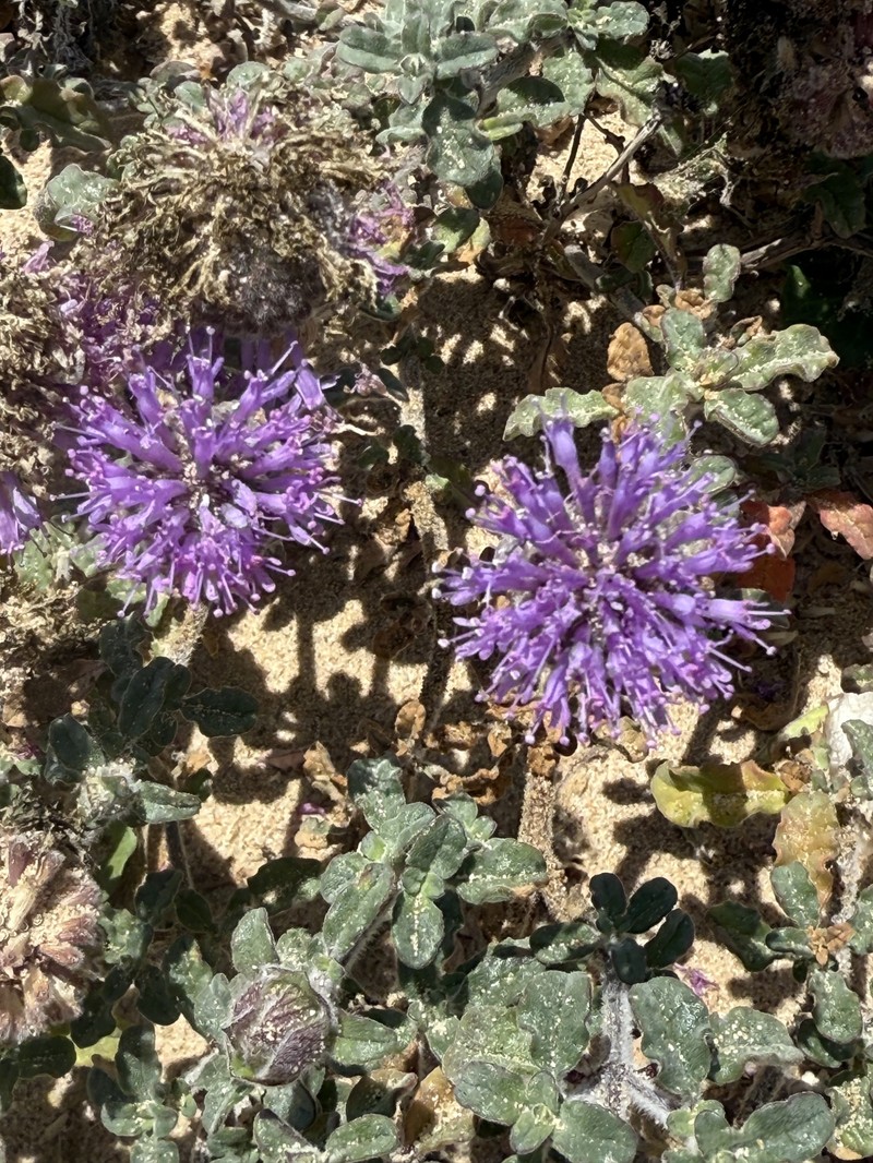 Crisped Monardella