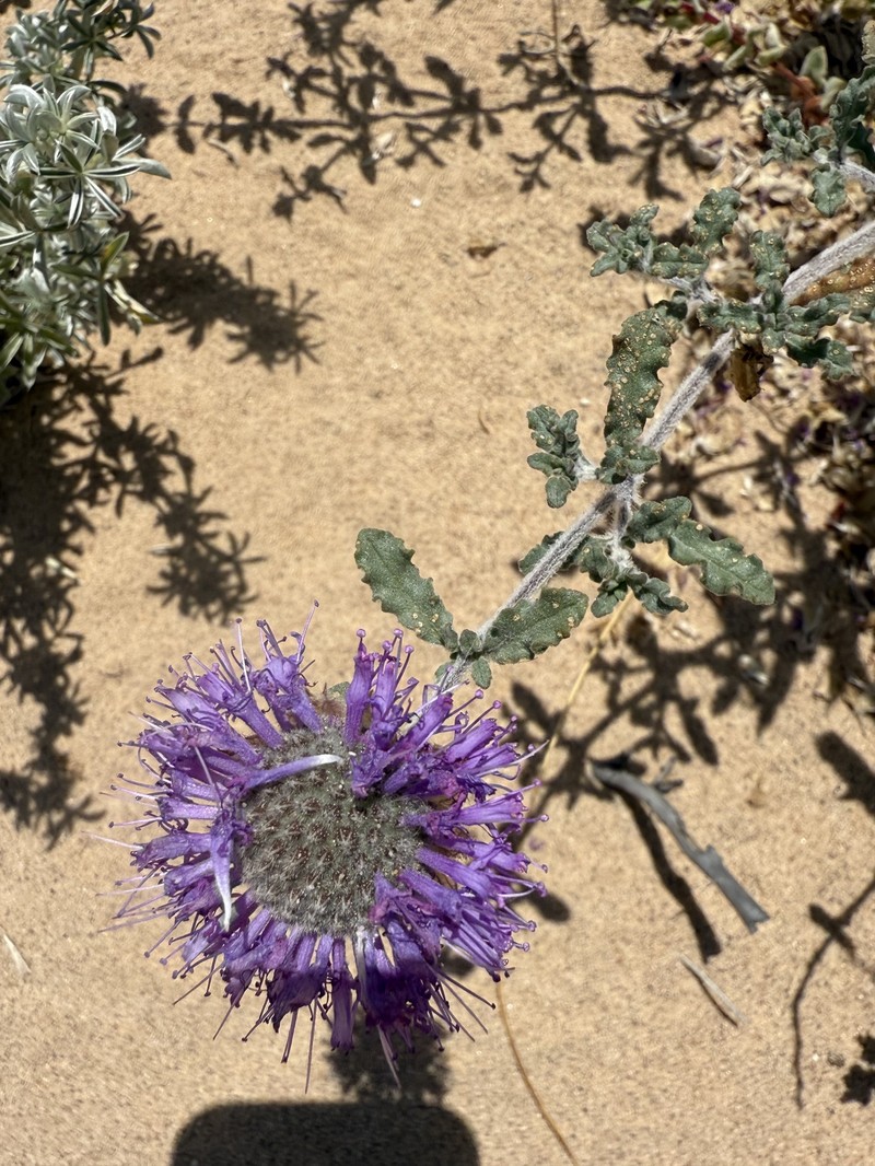 Crisped Monardella photo 2