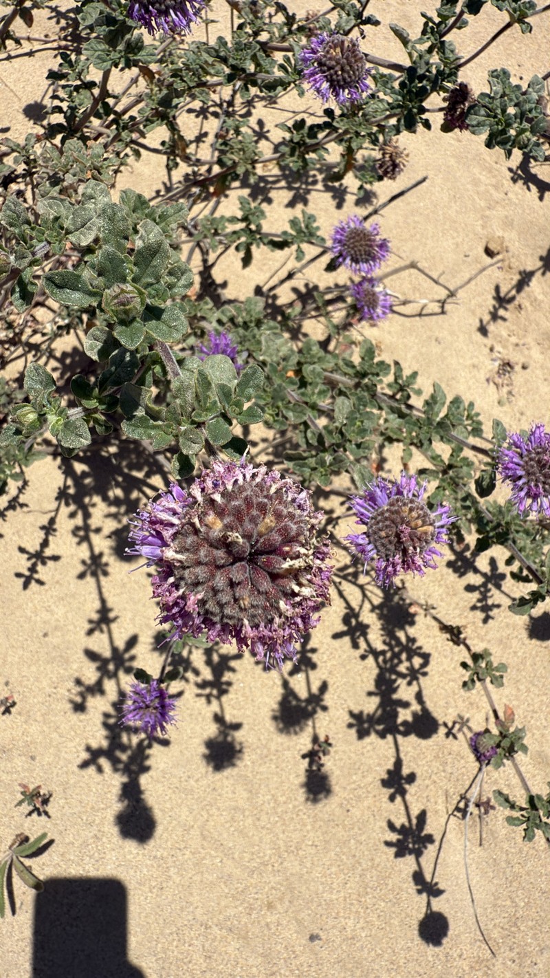 Crisped Monardella photo 6