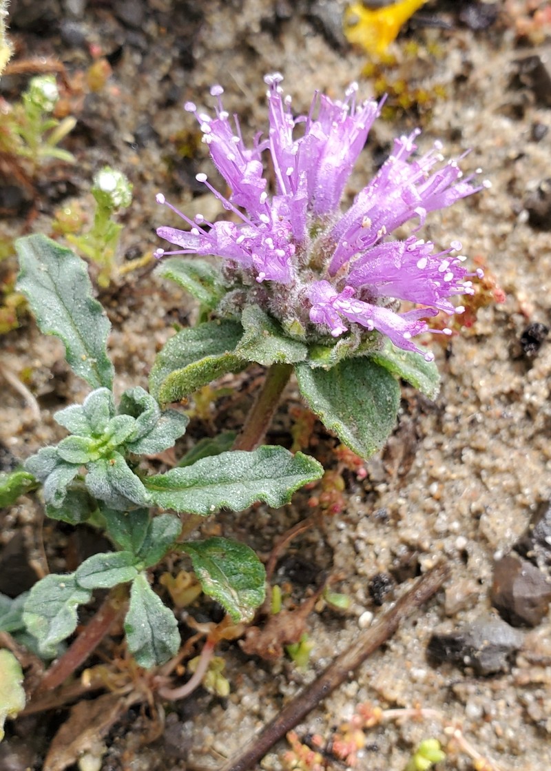Crisped Monardella photo 8