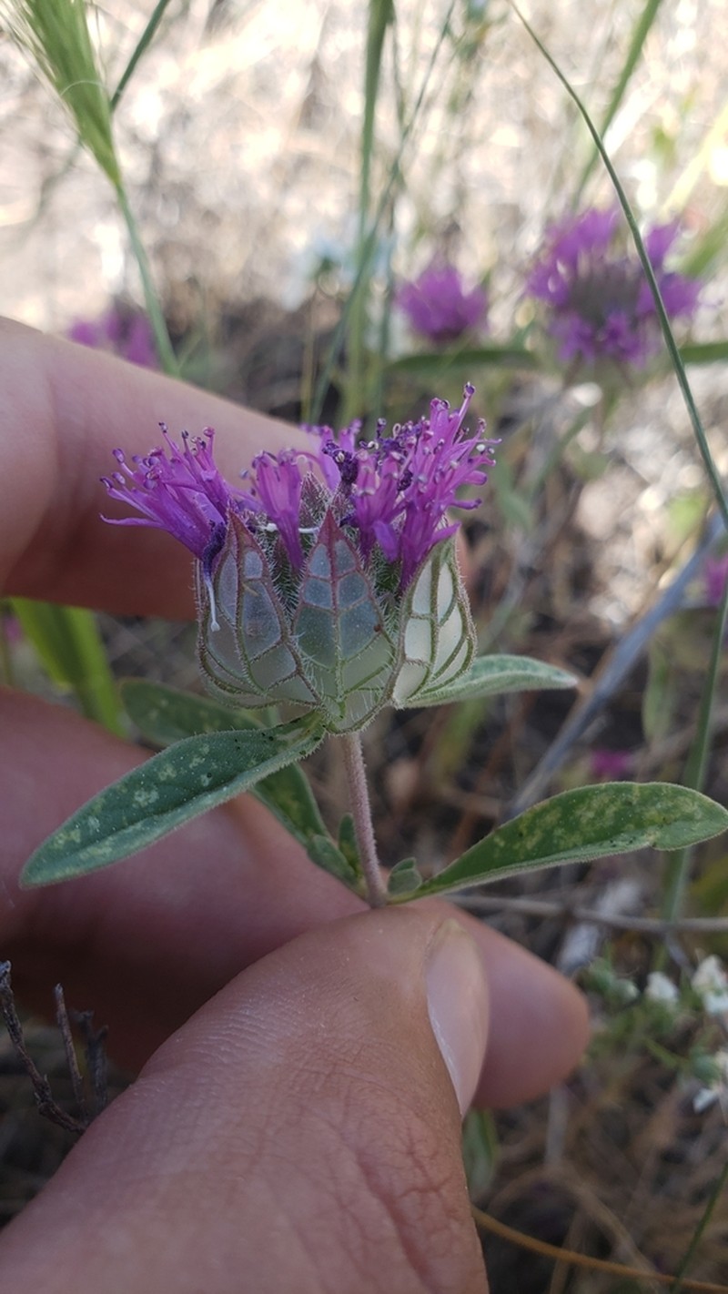 Monardella venosa