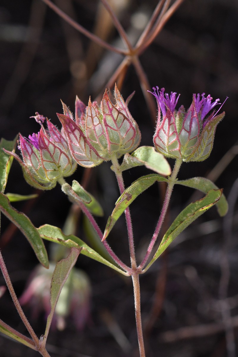 Monardella venosa photo 2