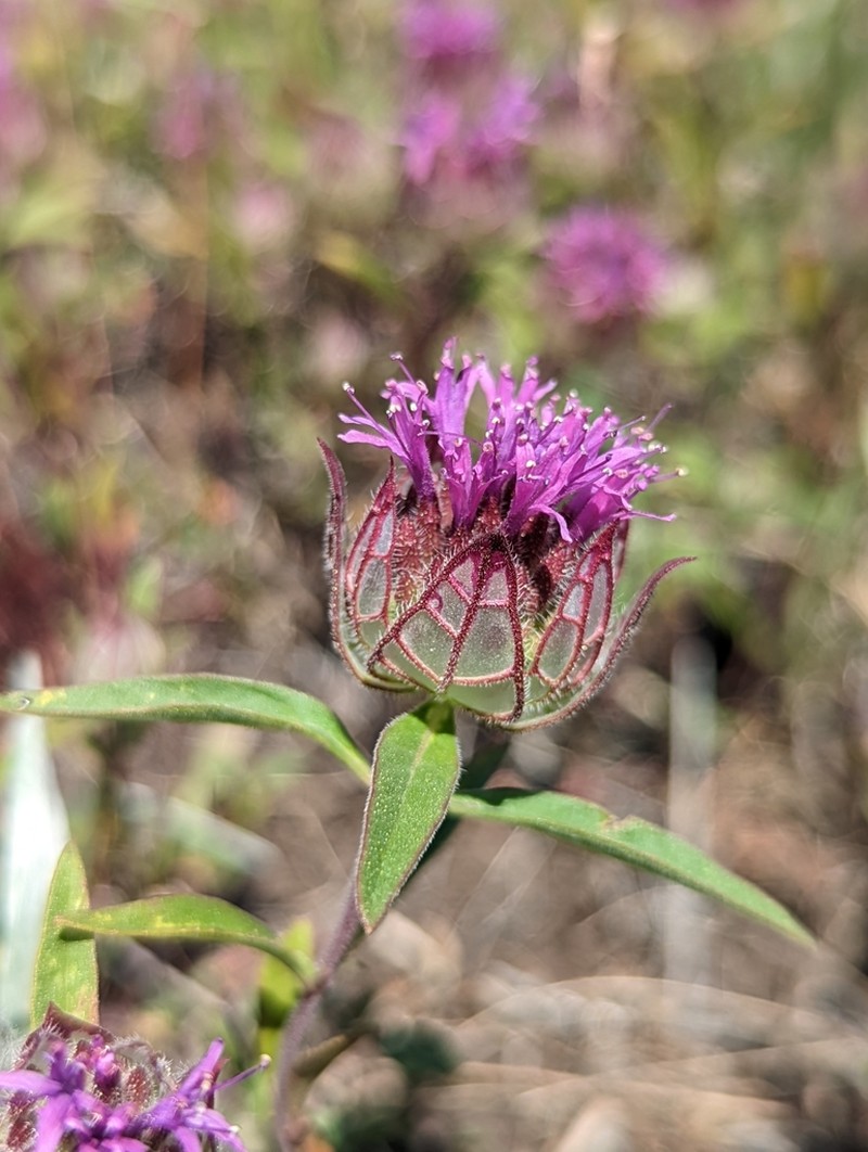 Monardella venosa photo 3