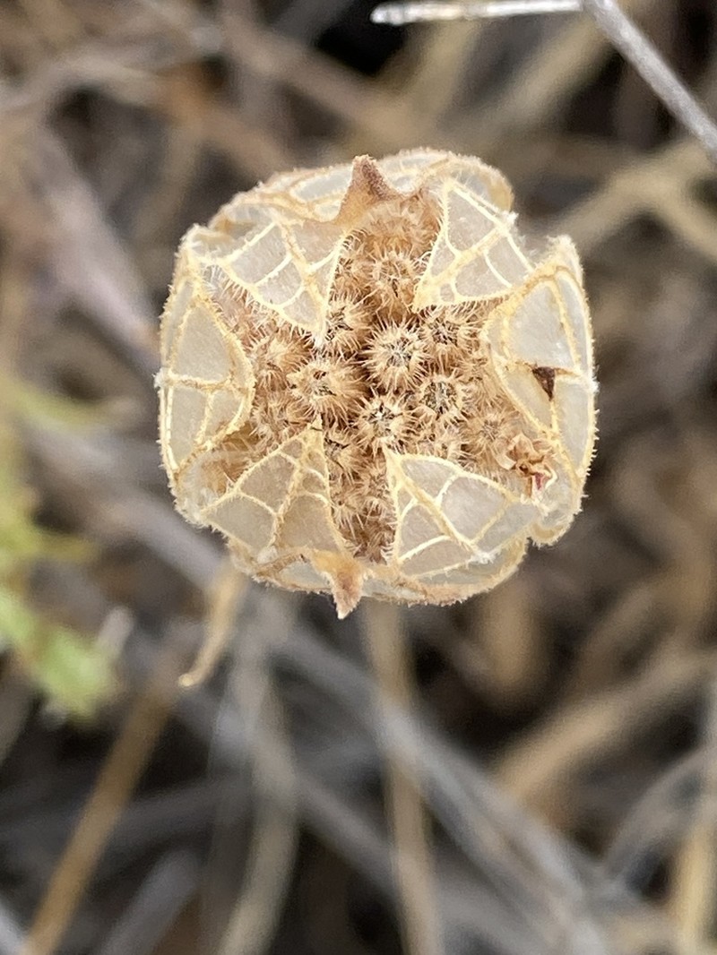 Monardella venosa photo 5