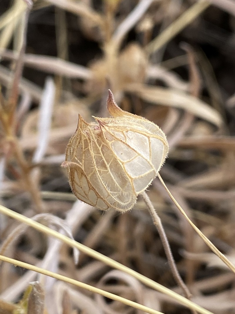 Monardella venosa photo 6