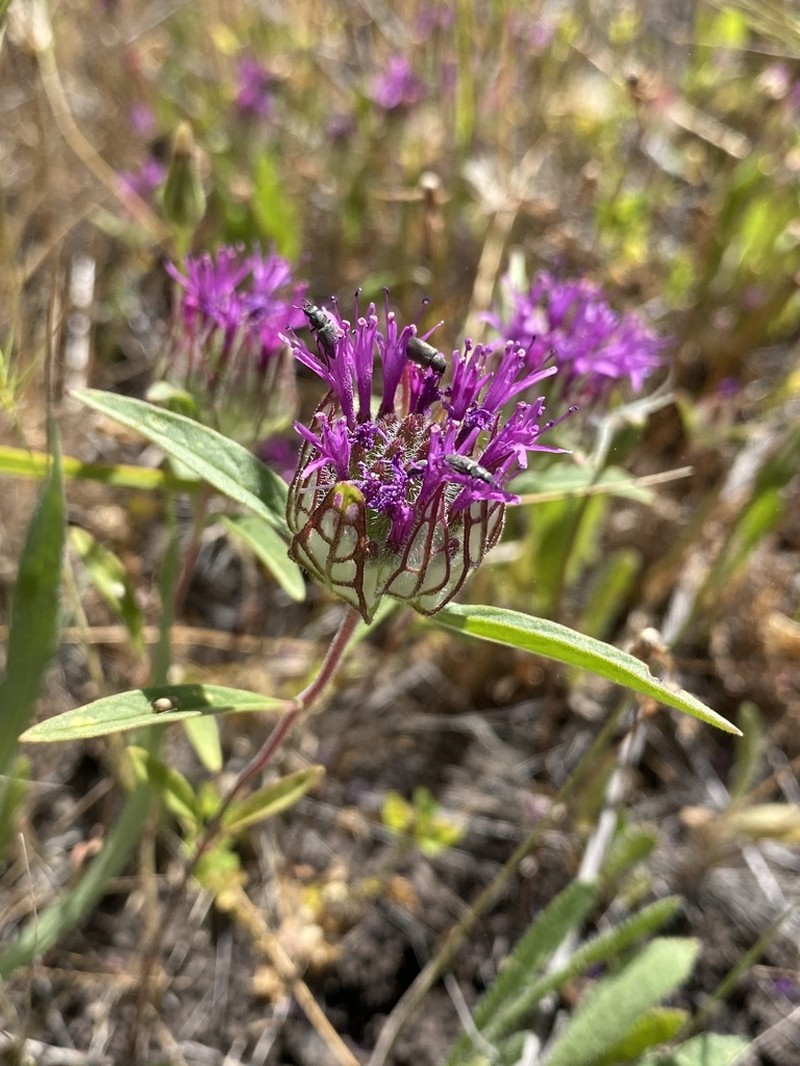 Monardella venosa photo 8