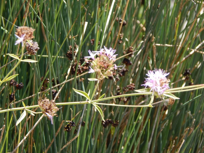 Monardella viminea