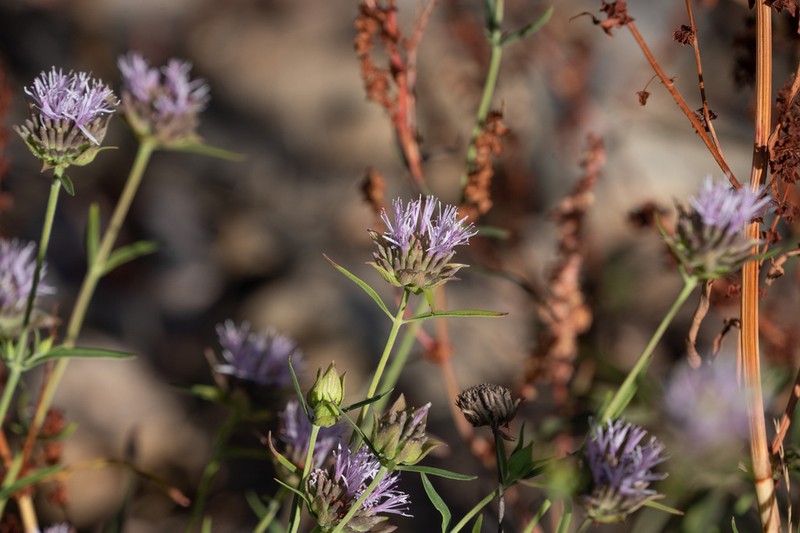 Monardella viminea photo 2