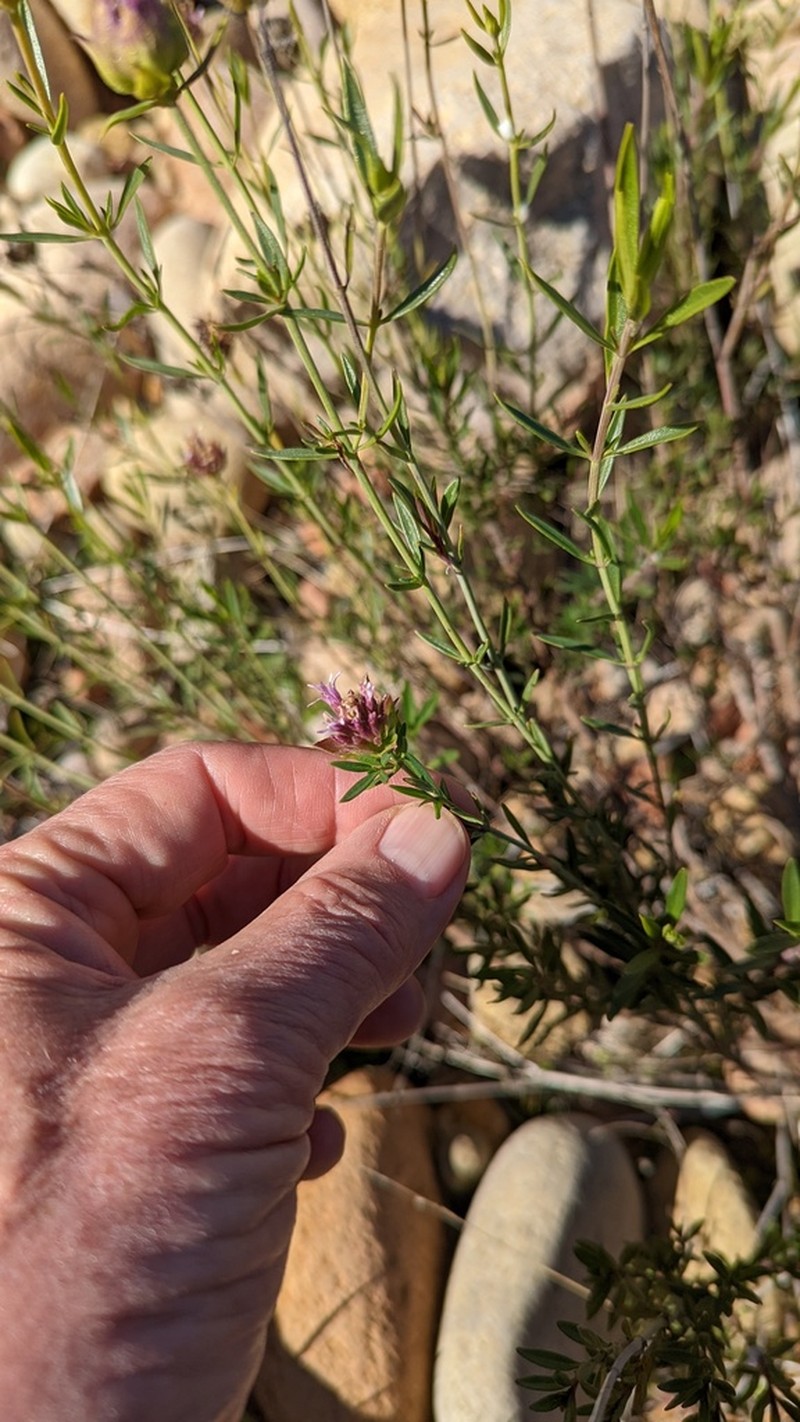 Monardella viminea photo 3