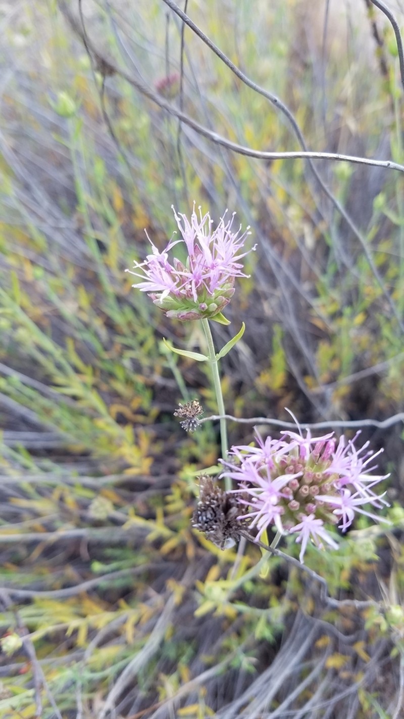 Monardella viminea photo 4