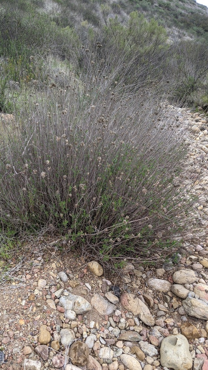 Monardella viminea photo 5