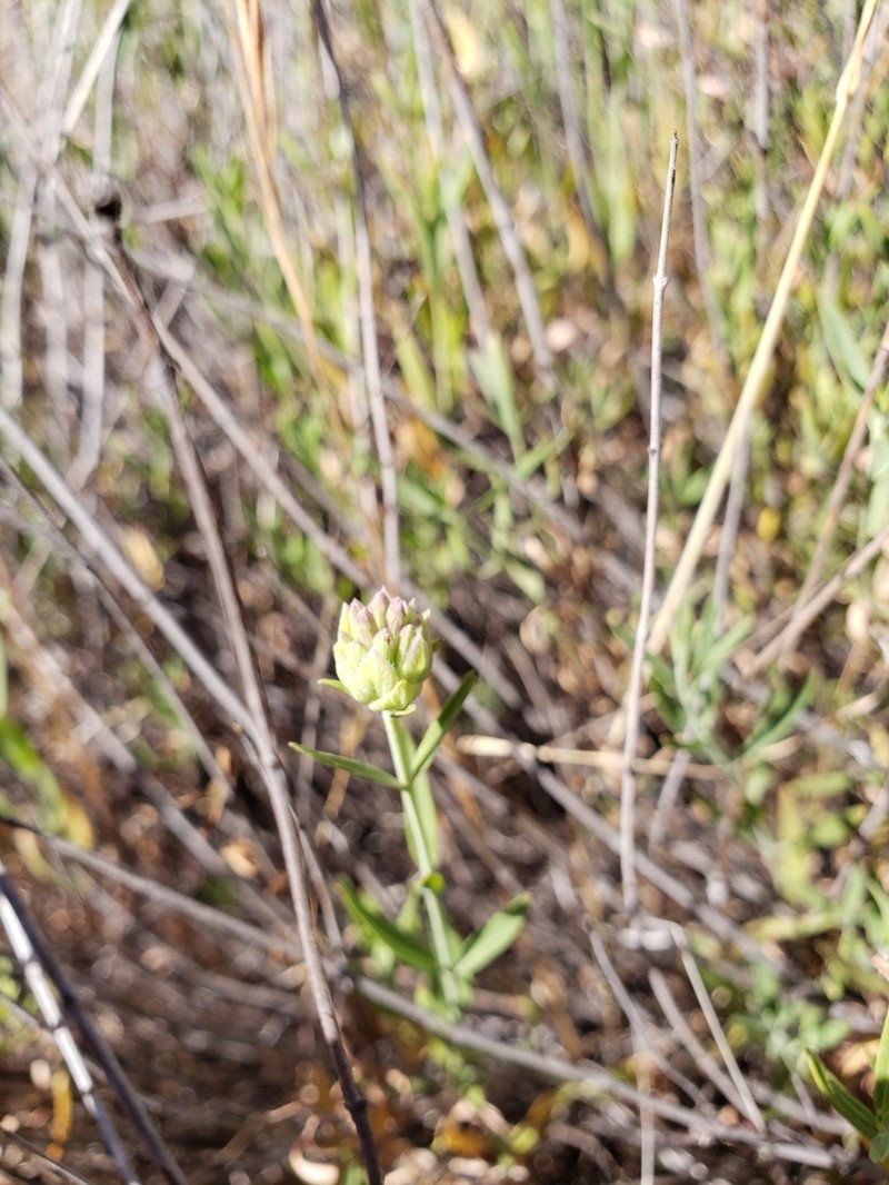 Monardella viminea photo 6
