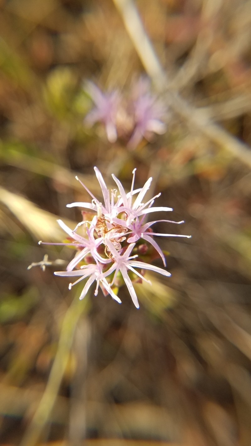 Monardella viminea photo 7