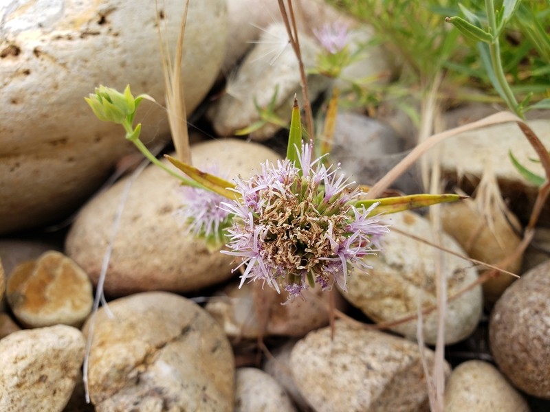 Monardella viminea photo 8