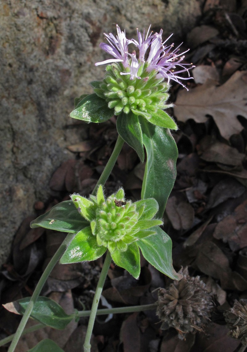 Green Monardella