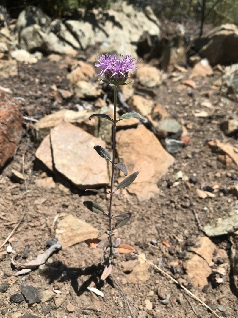 Green Monardella photo 3