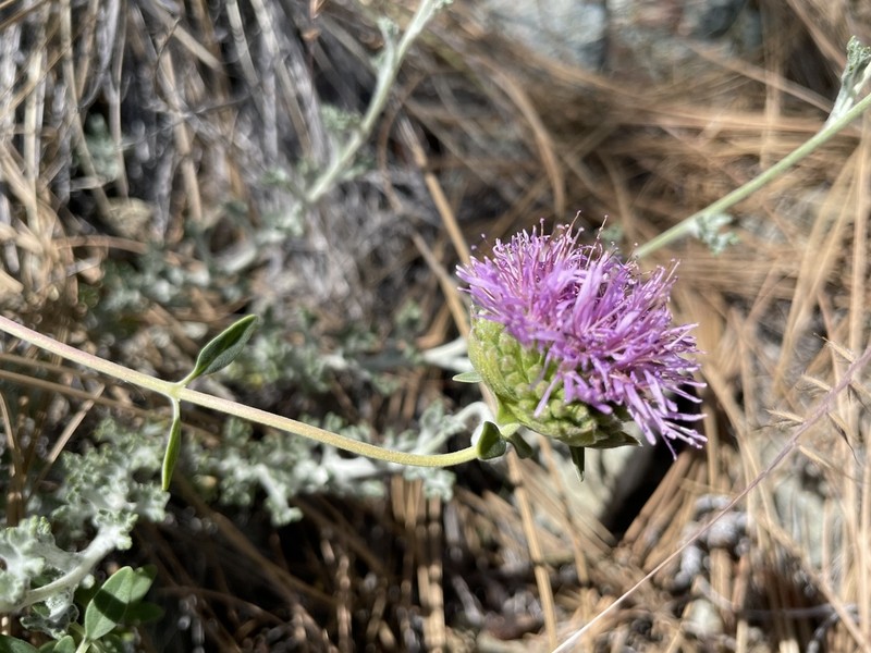 Green Monardella photo 4