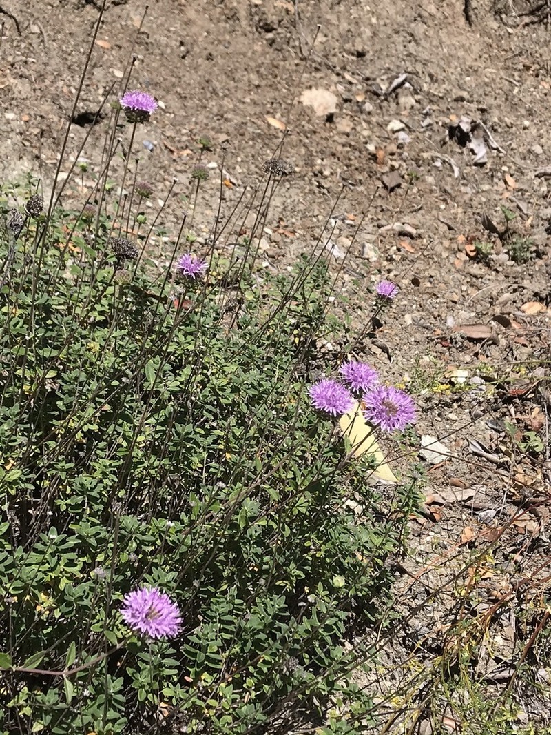 Green Monardella photo 5