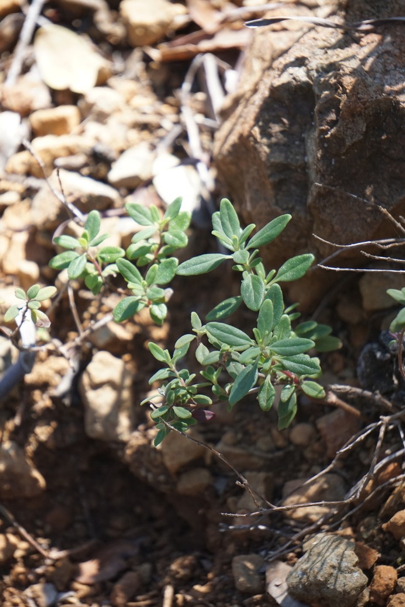 Green Monardella photo 6