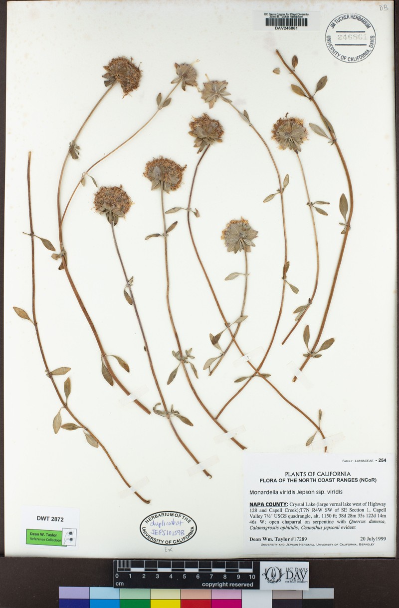 Monardella viridis subsp. viridis