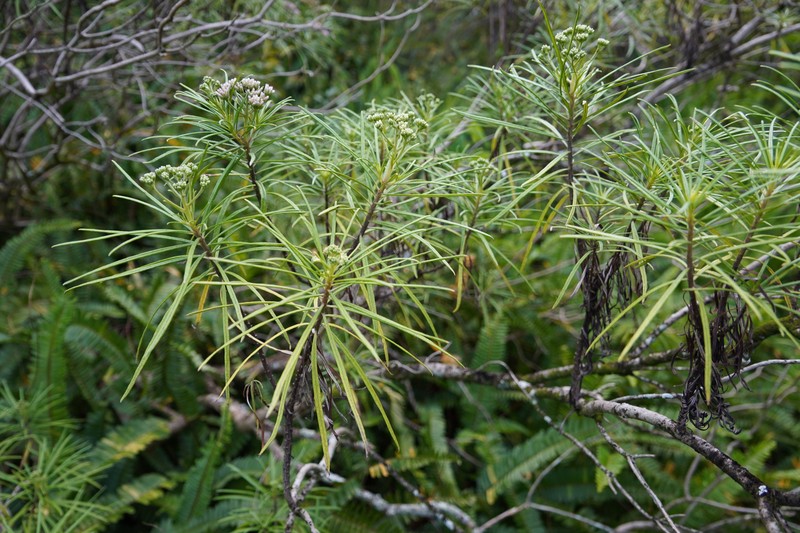 Monarrhenus pinifolius photo 2