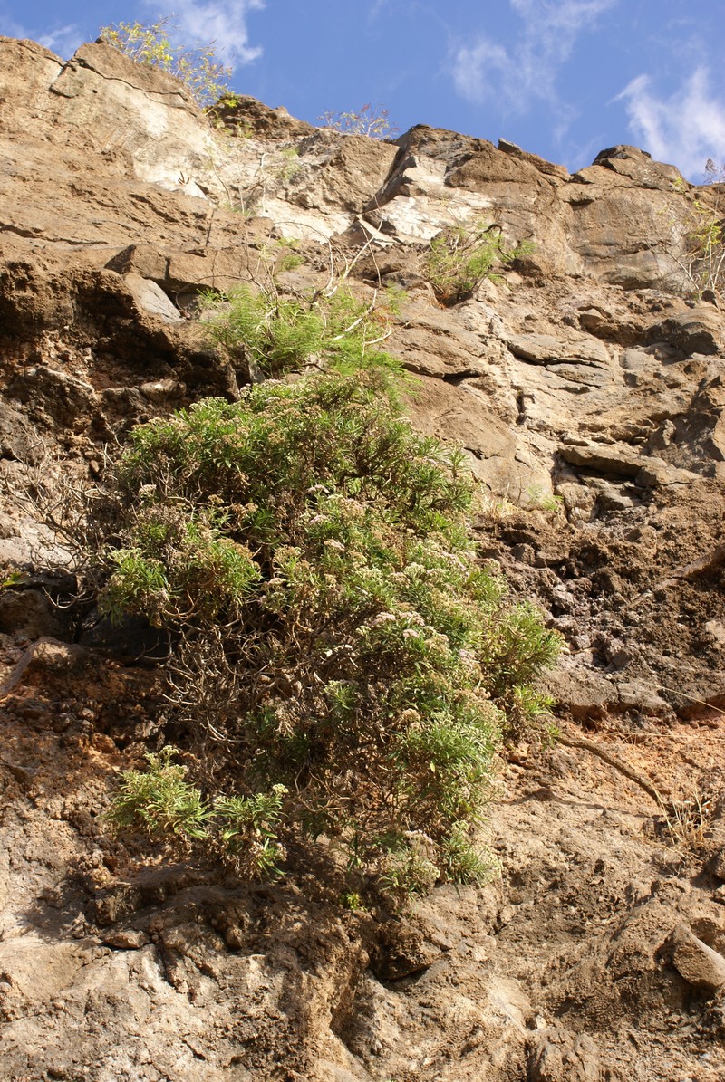 Monarrhenus salicifolius